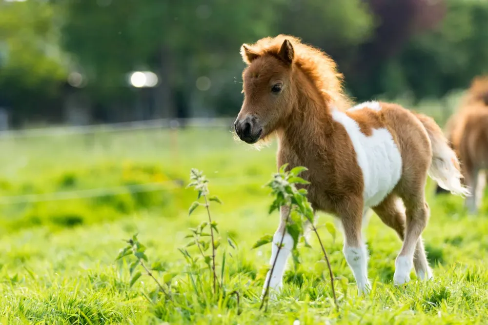 Club d’équitation près de Autrèche