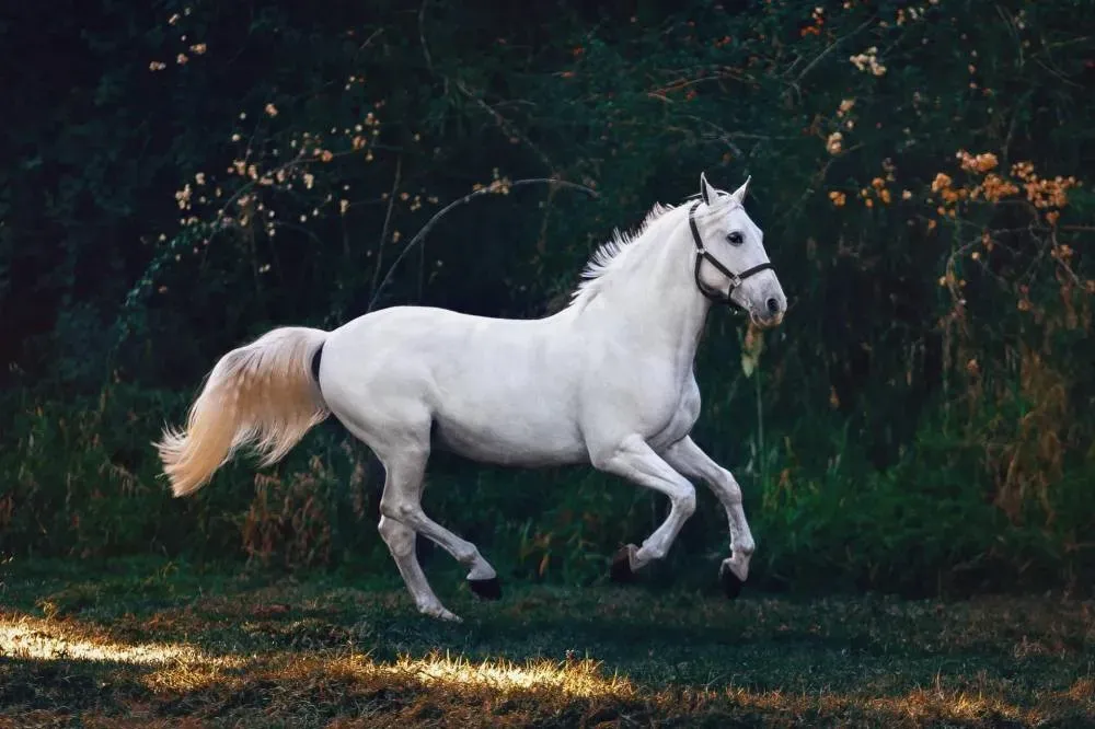 Club hippique près de Autrèche