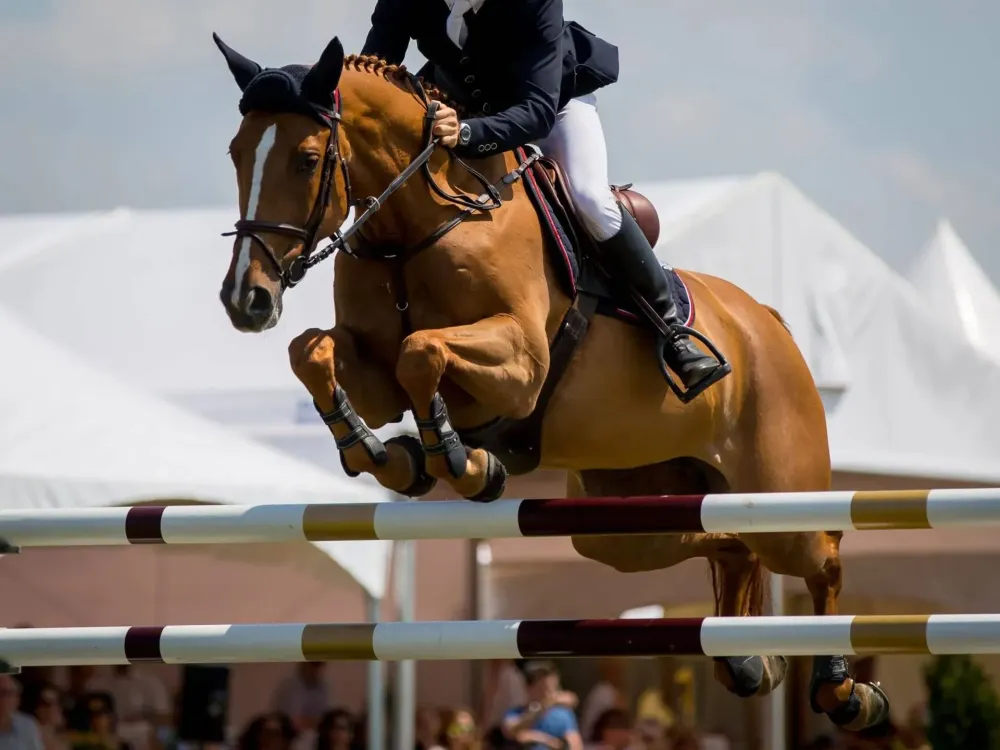 Cours d’équitation près de Autrèche