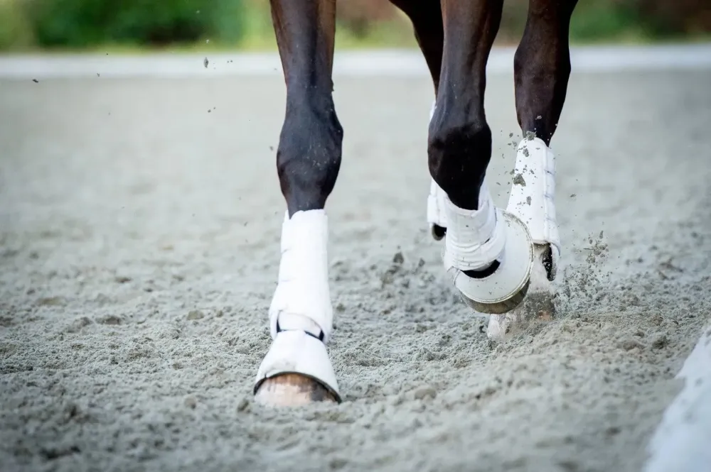 Perfectionnement équitation près de Autrèche